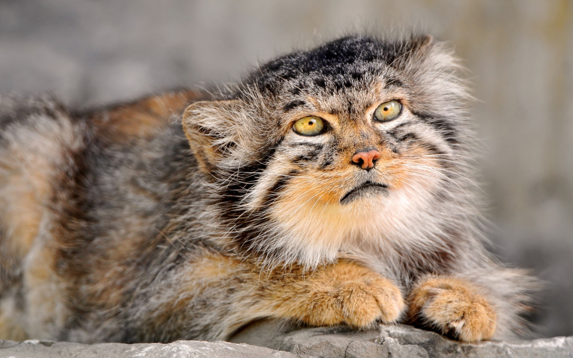 animaux mammifère animal la faune la nature sauvage mignon chat prédateur fourrure peu mangeur de viande