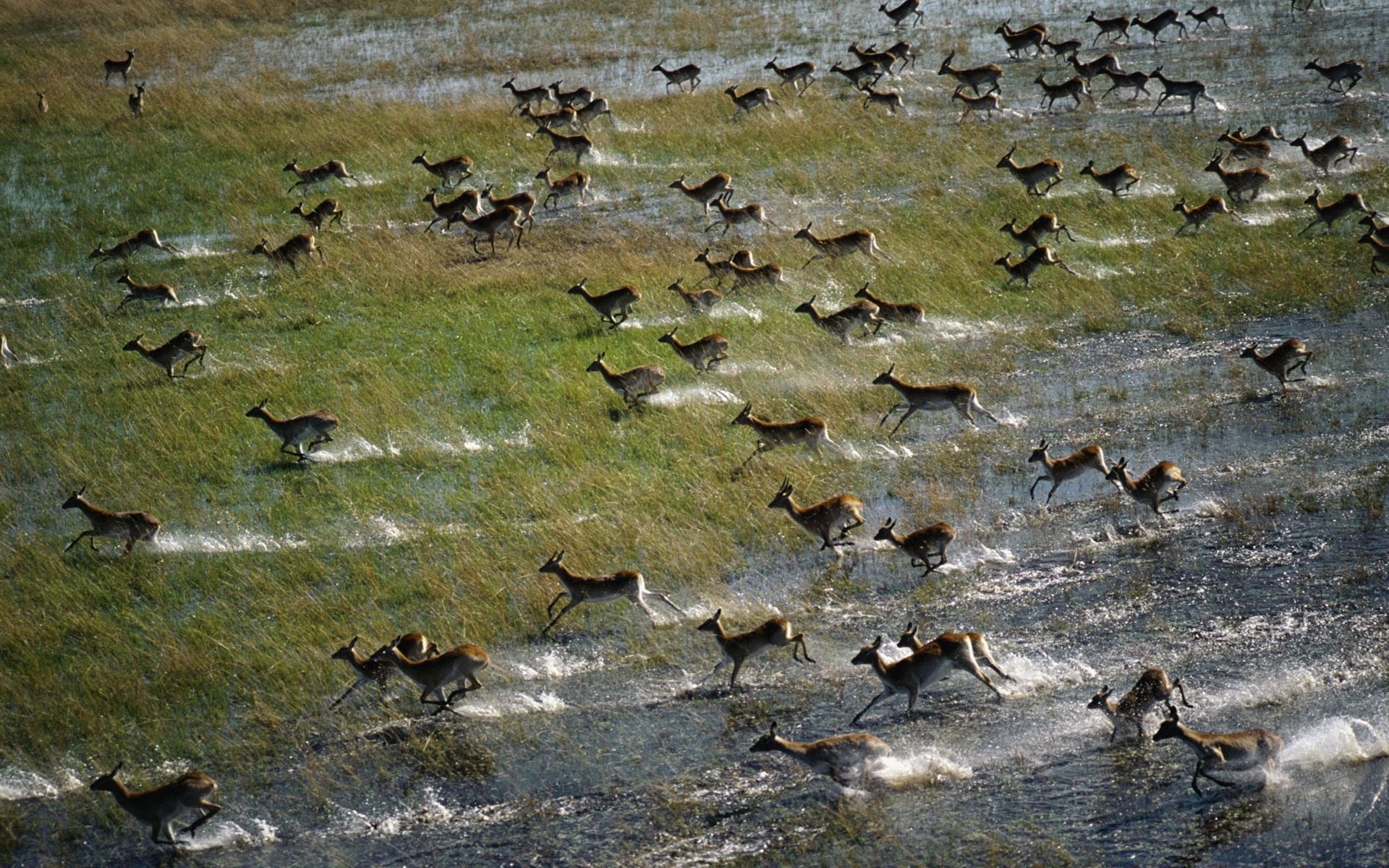 animaux eau oiseau nature en plein air la faune rivière canard oie lac piscine réflexion sauvage animal environnement hiver oiseaux automne mouettes rock