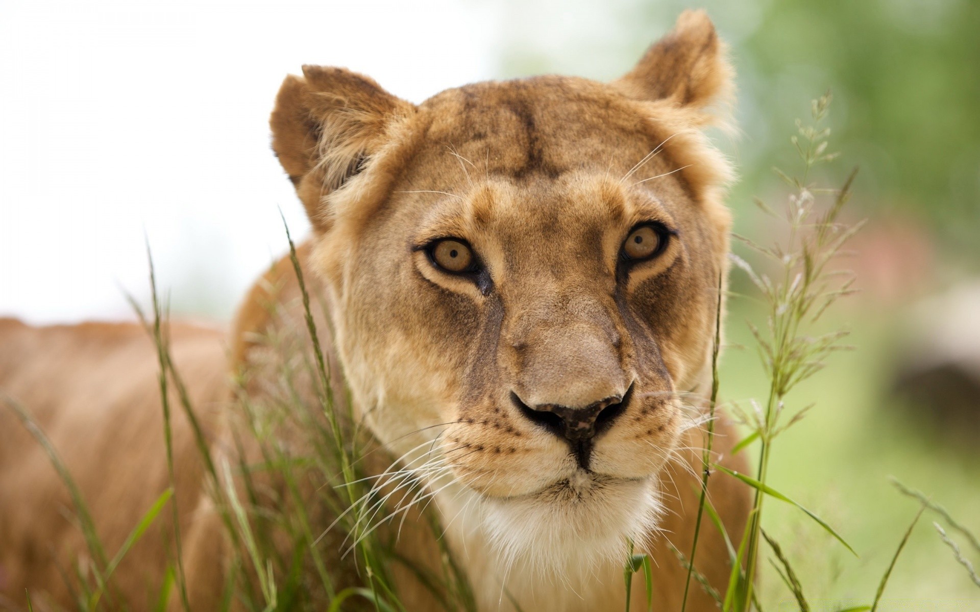 animals cat wildlife lion animal nature predator mammal grass wild safari hunter carnivore eye portrait fur zoo