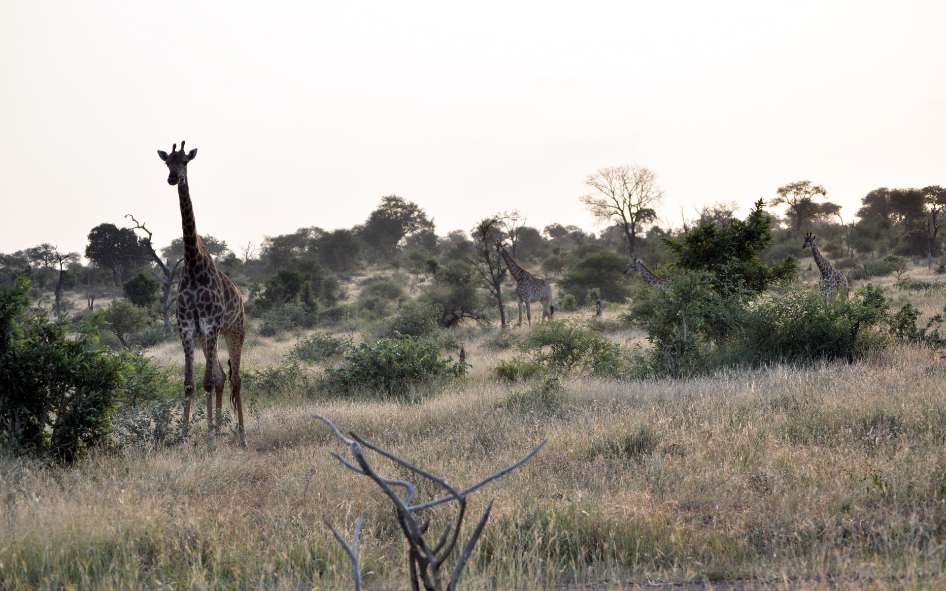 animali savana safari giraffa fauna selvatica natura mammifero albero erba paesaggio viaggi bush all aperto pascolo serengeti selvaggio ambiente antilope cielo parco