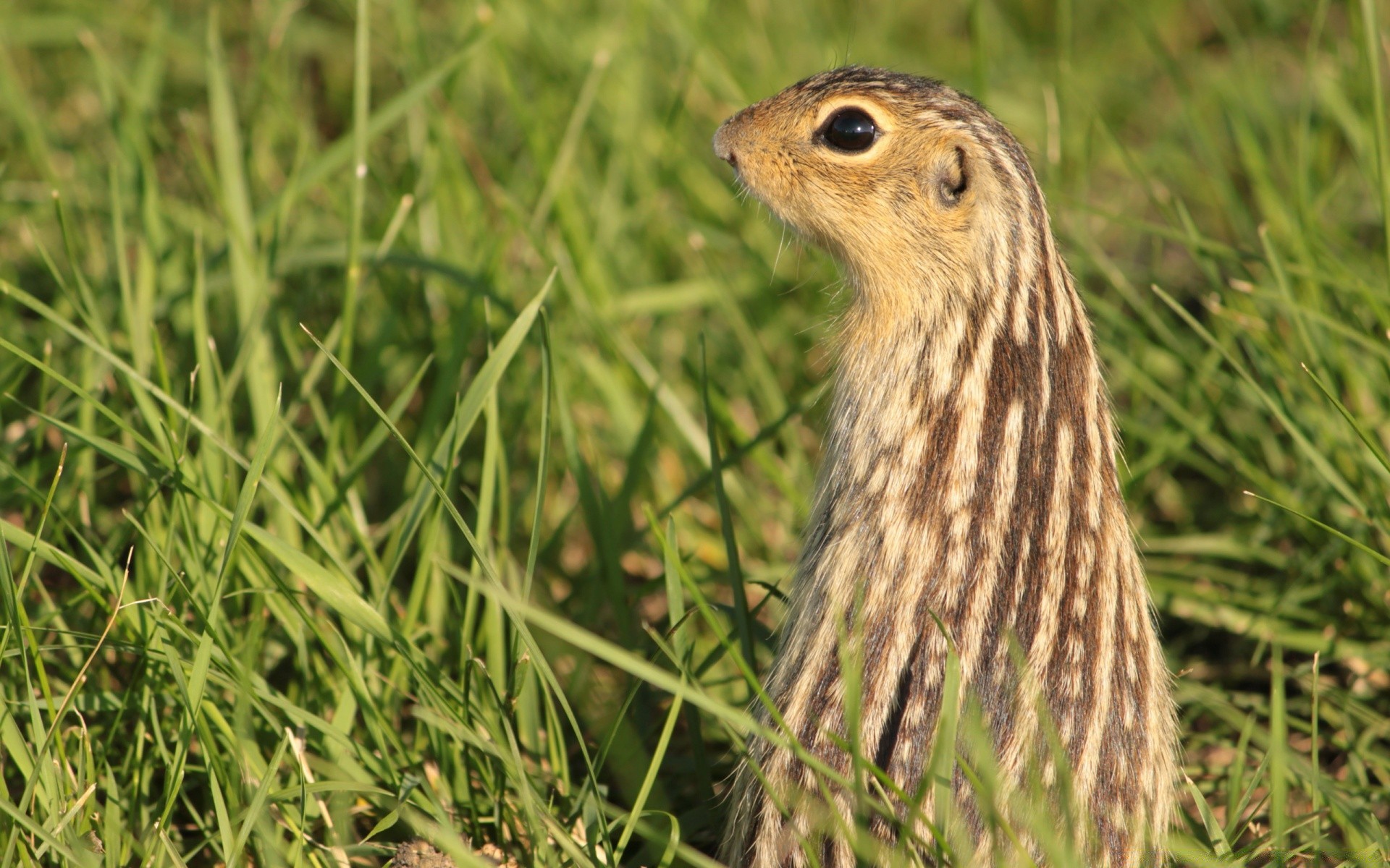 animals grass wildlife nature animal little cute wild