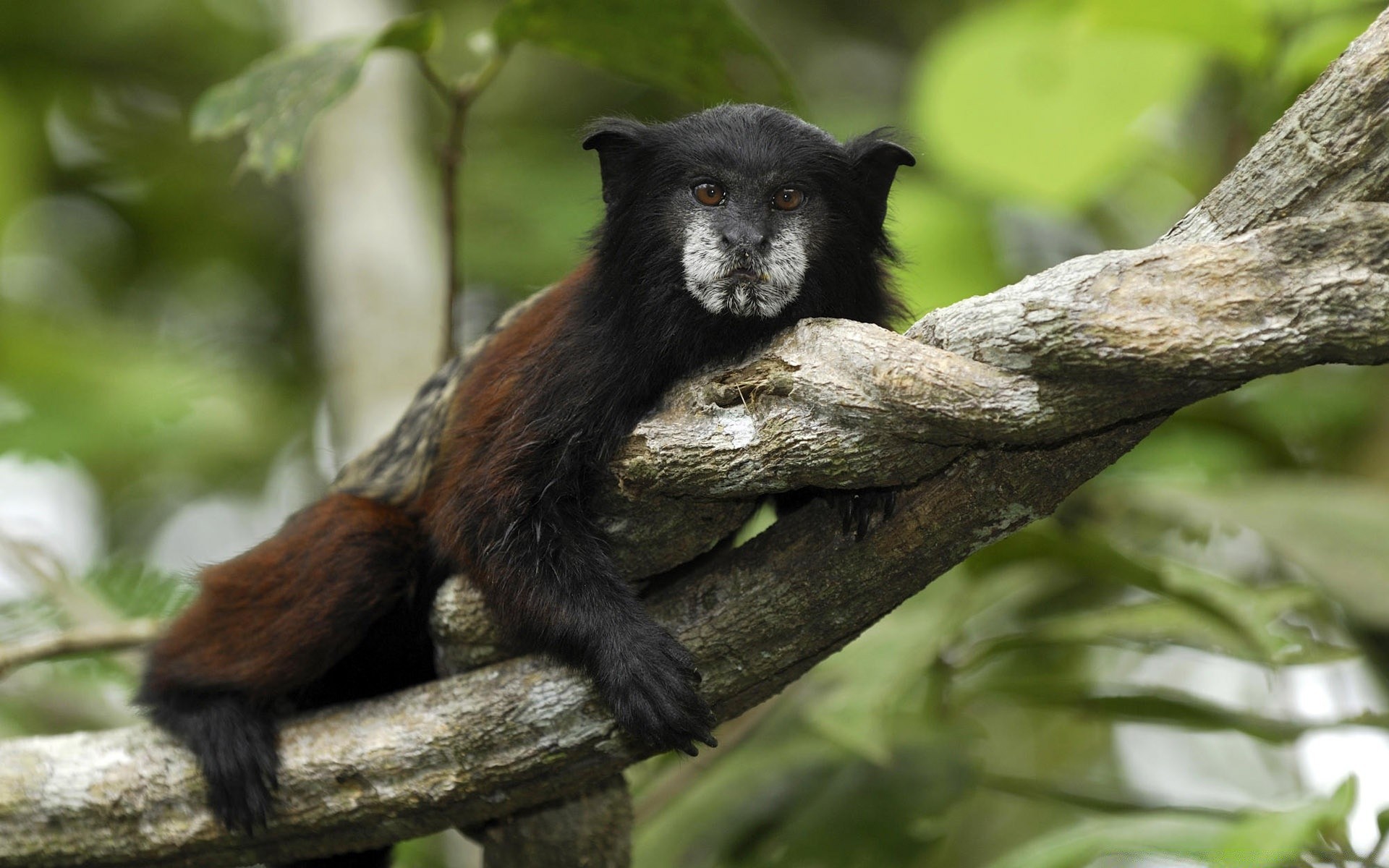 tiere tierwelt säugetier baum holz vorsteher natur affe im freien niedlich regenwald sitzen dschungel aussterbende ansicht zoo ansicht wild fell tageslicht porträt