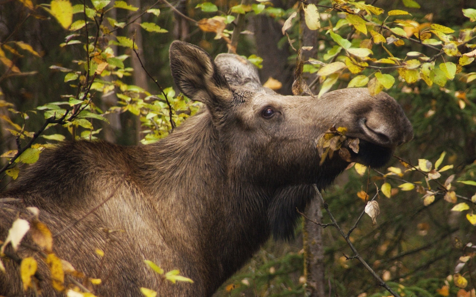 animals mammal wildlife wood nature outdoors deer animal tree park fur moose grass