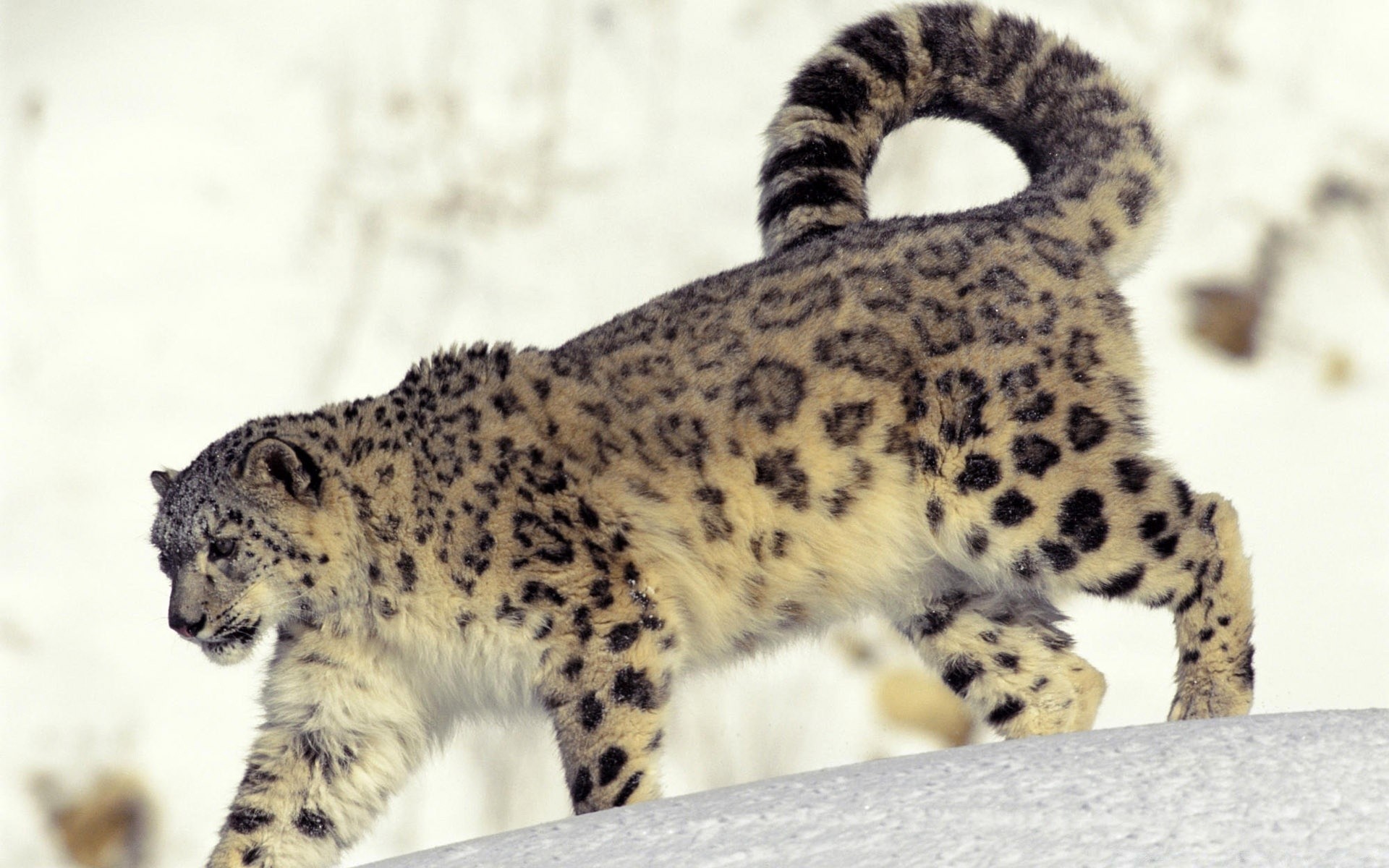 animaux chat mammifère faune animal léopard prédateur portrait nature zoo sauvage fourrure grand mangeur de viande guépard