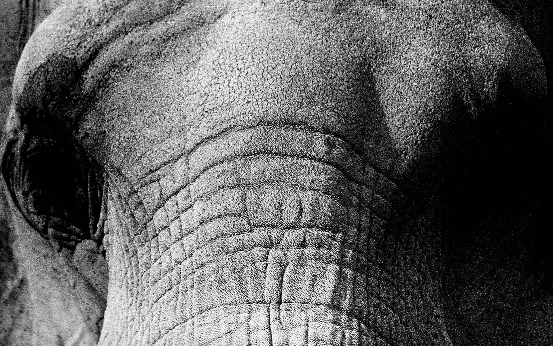 animales elefante monocromo textura viejo poder tronco cuero fuerte hombre animal gris áspero