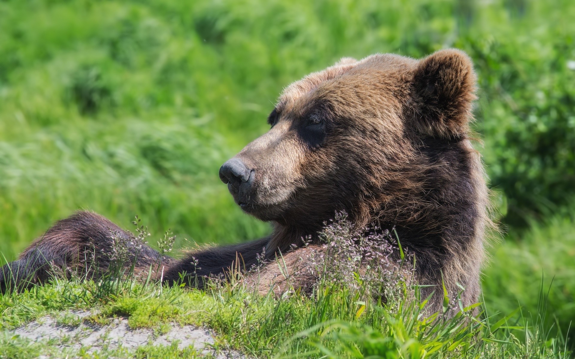 animals mammal wildlife nature grass animal predator wild grizzly fur outdoors carnivore hayfield