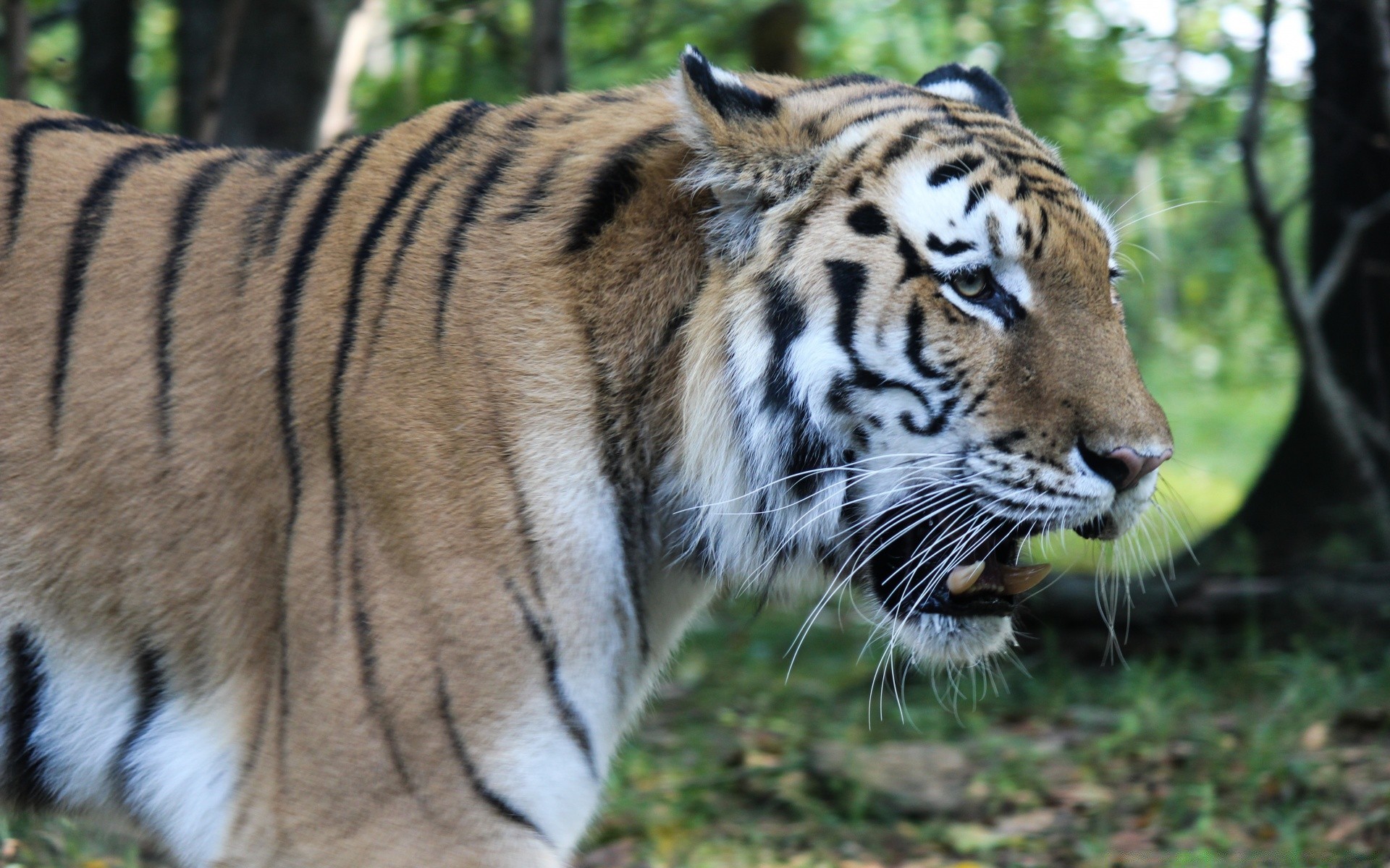 zwierzęta przyroda kot ssak tygrys drapieżnik zwierzę dziki duży mięsożerca zoo dżungla futro myśliwy niebezpieczeństwo natura safari polowanie patrząc zły oko