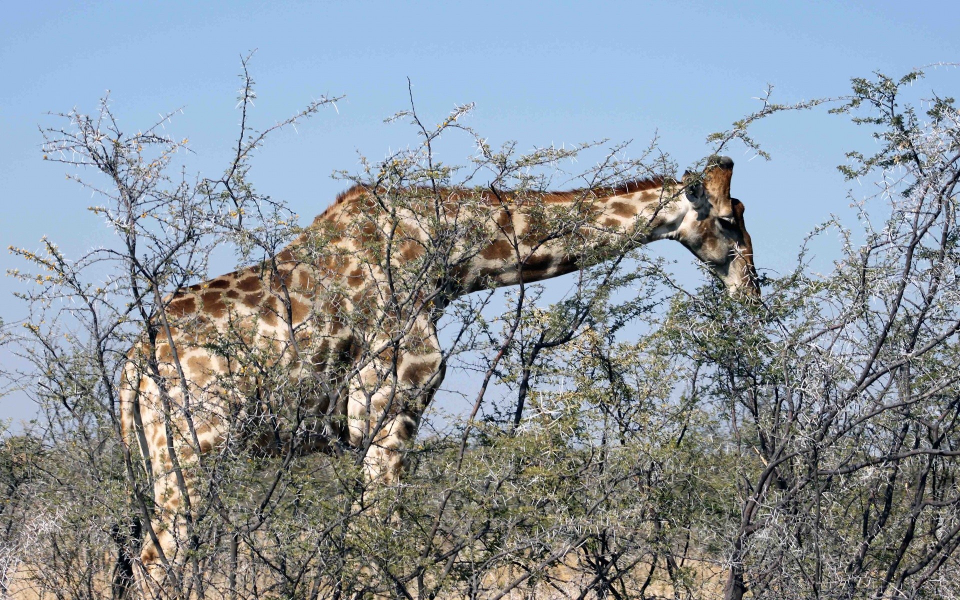 animals nature wildlife tree animal outdoors mammal sky safari wild giraffe kruger bush park environment reserve wood national tall savanna