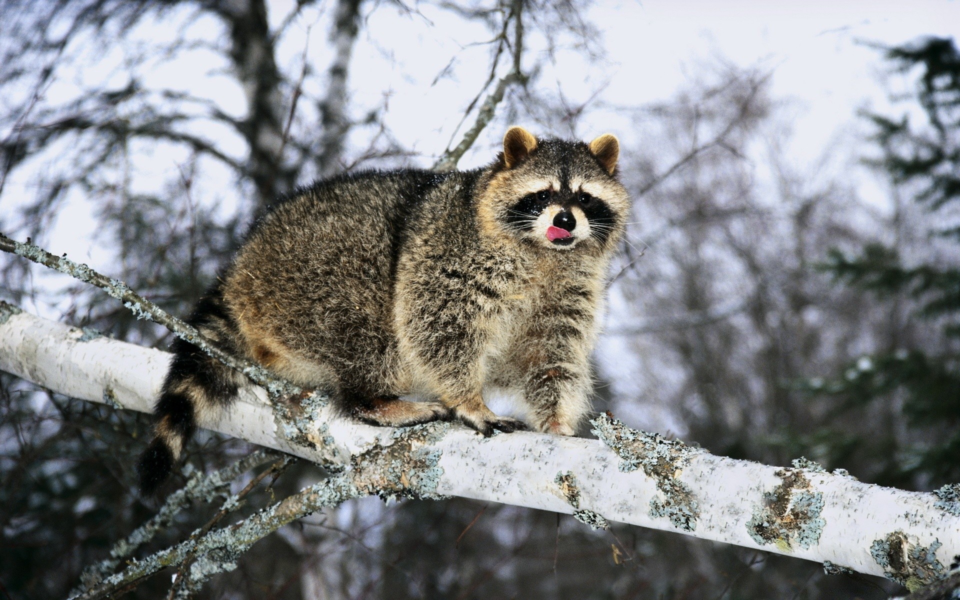 animals nature wildlife mammal animal wild outdoors tree wood snow portrait winter grey fur