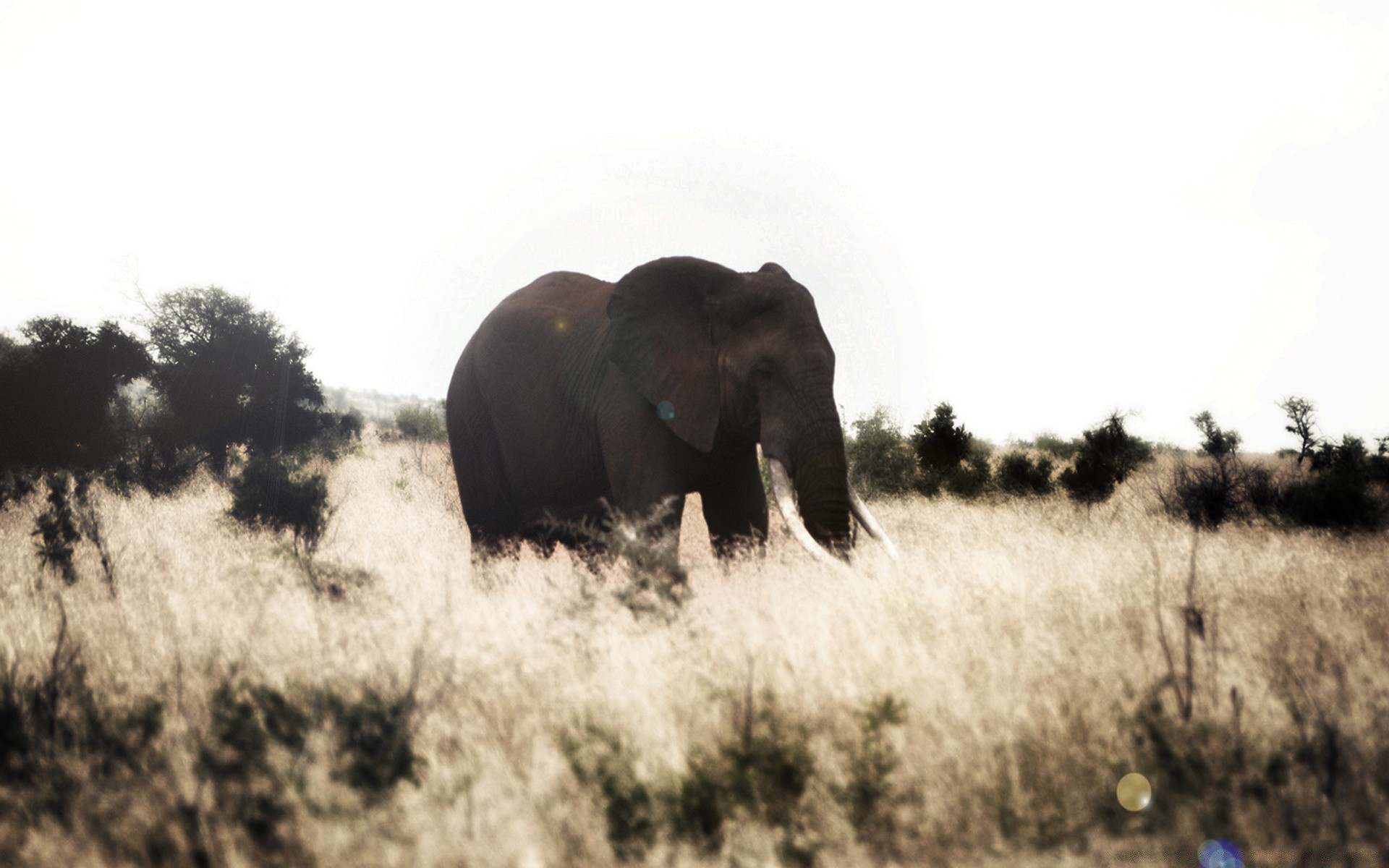 tiere säugetier elefant tierwelt tier safari afrikanischer elefant gras im freien weiden wild savanne