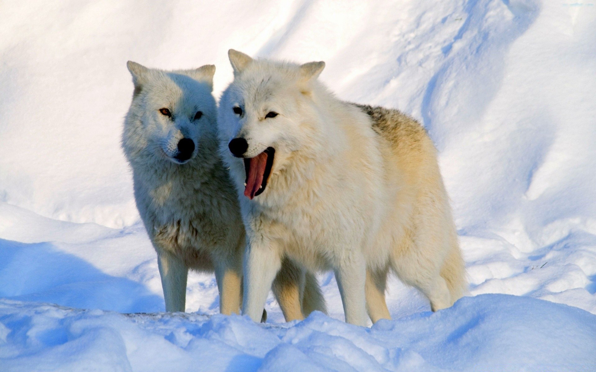 animals snow frosty winter mammal polar cold canine wolf ice dog one