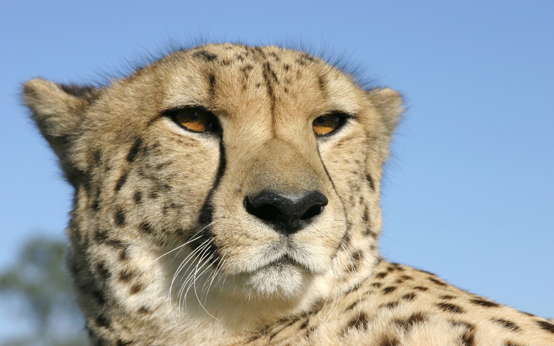 animaux faune mammifère chat animal prédateur sauvage safari nature guépard mangeur de viande fourrure chasseur zoo portrait grand oeil