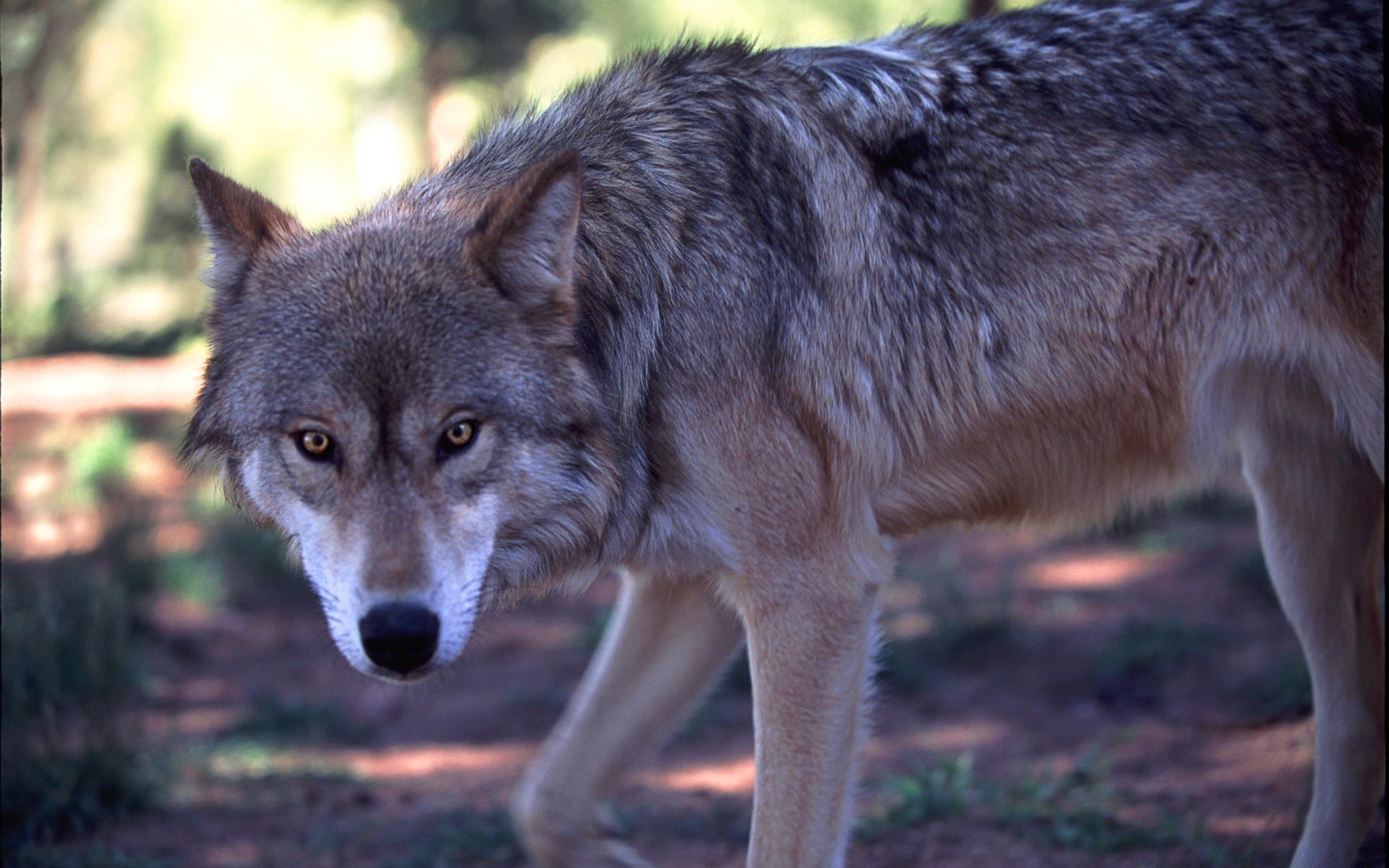 tiere wolf säugetier hundeführer hund tierwelt raubtier natur wild canis fell porträt tier zoo holz fleischesser ansicht grau auge im freien