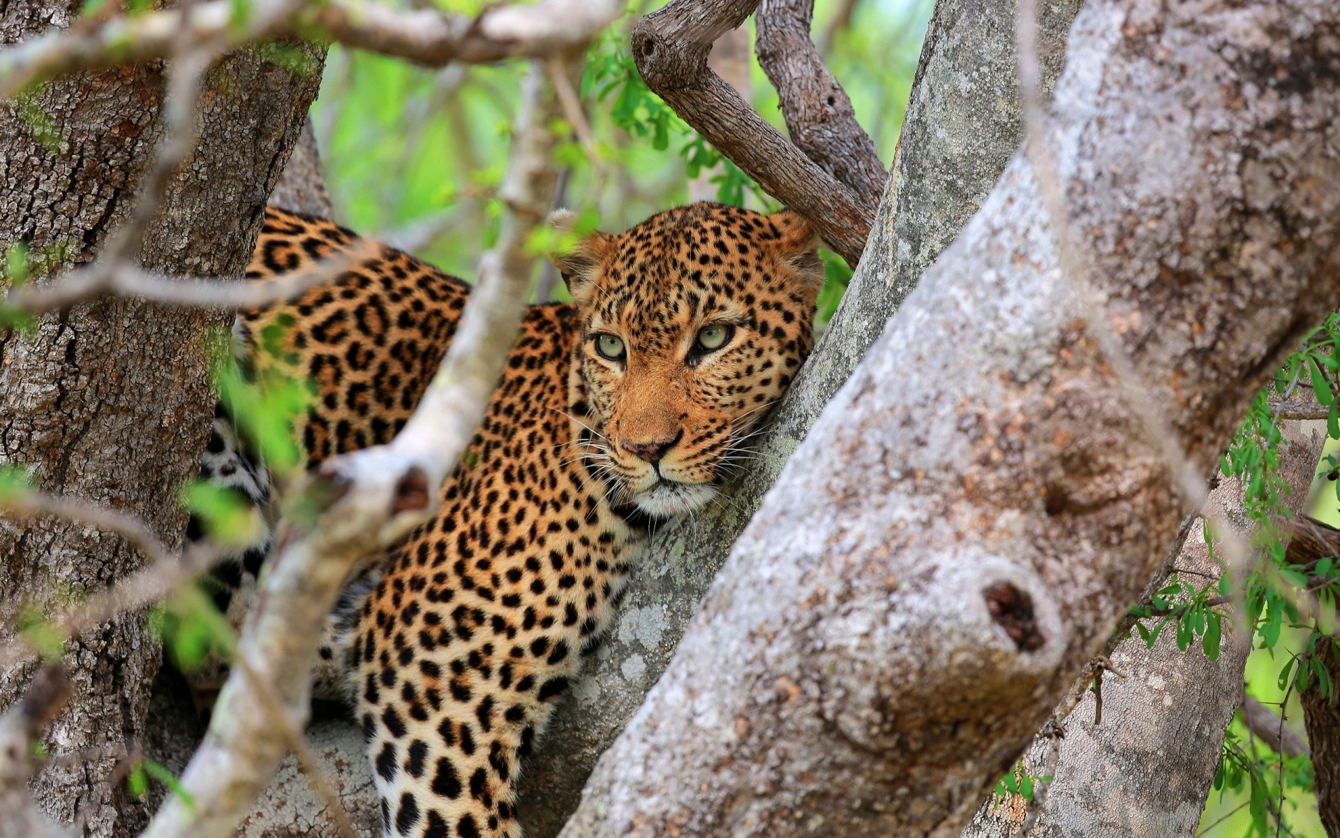 animais vida selvagem natureza selvagem mamífero gato animal