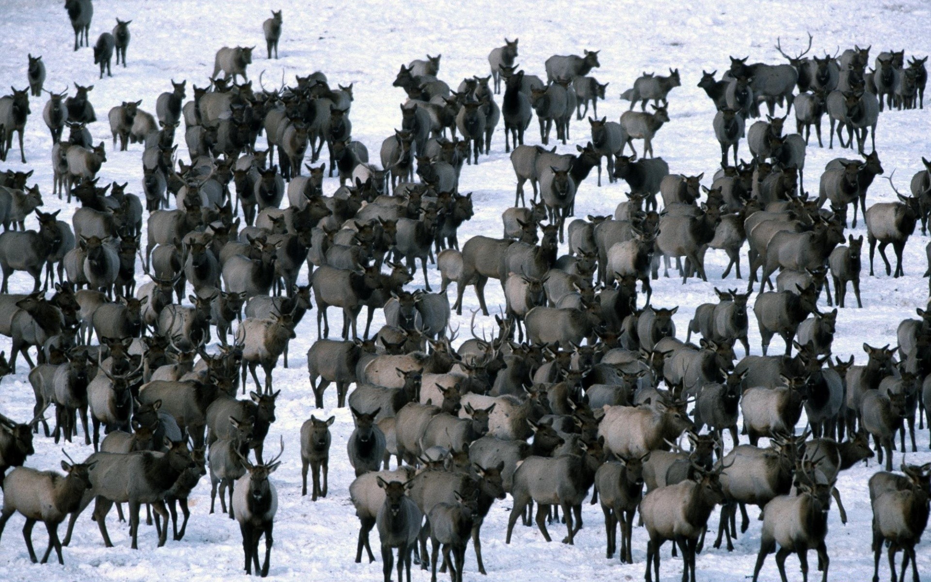 animales muchos invierno mamífero al aire libre ovejas grupo rebaño vida silvestre nieve animales vivos frío