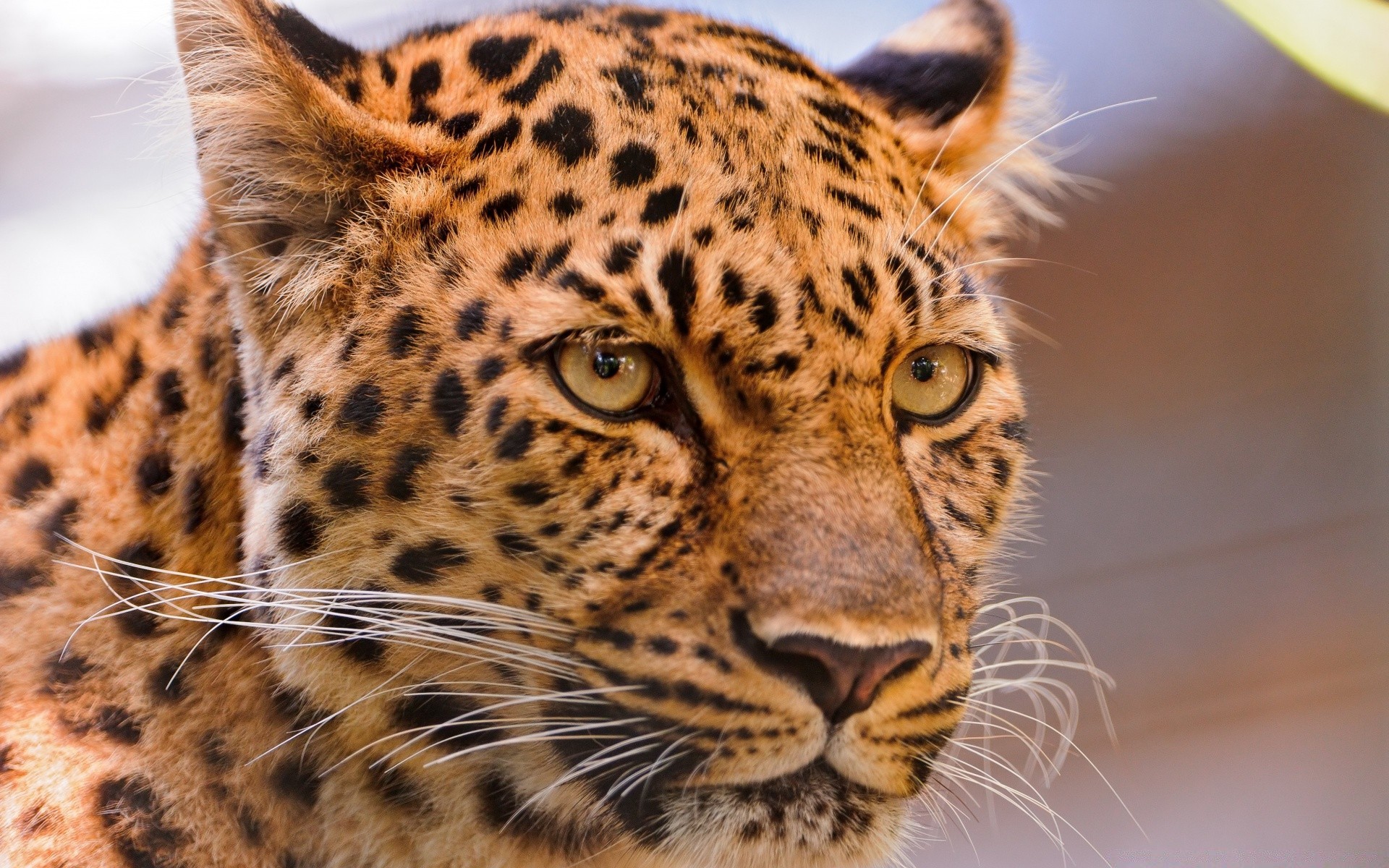 animais gato vida selvagem leopardo mamífero animal predador jardim zoológico pele safari olho caçador comedor de carne grande tigre