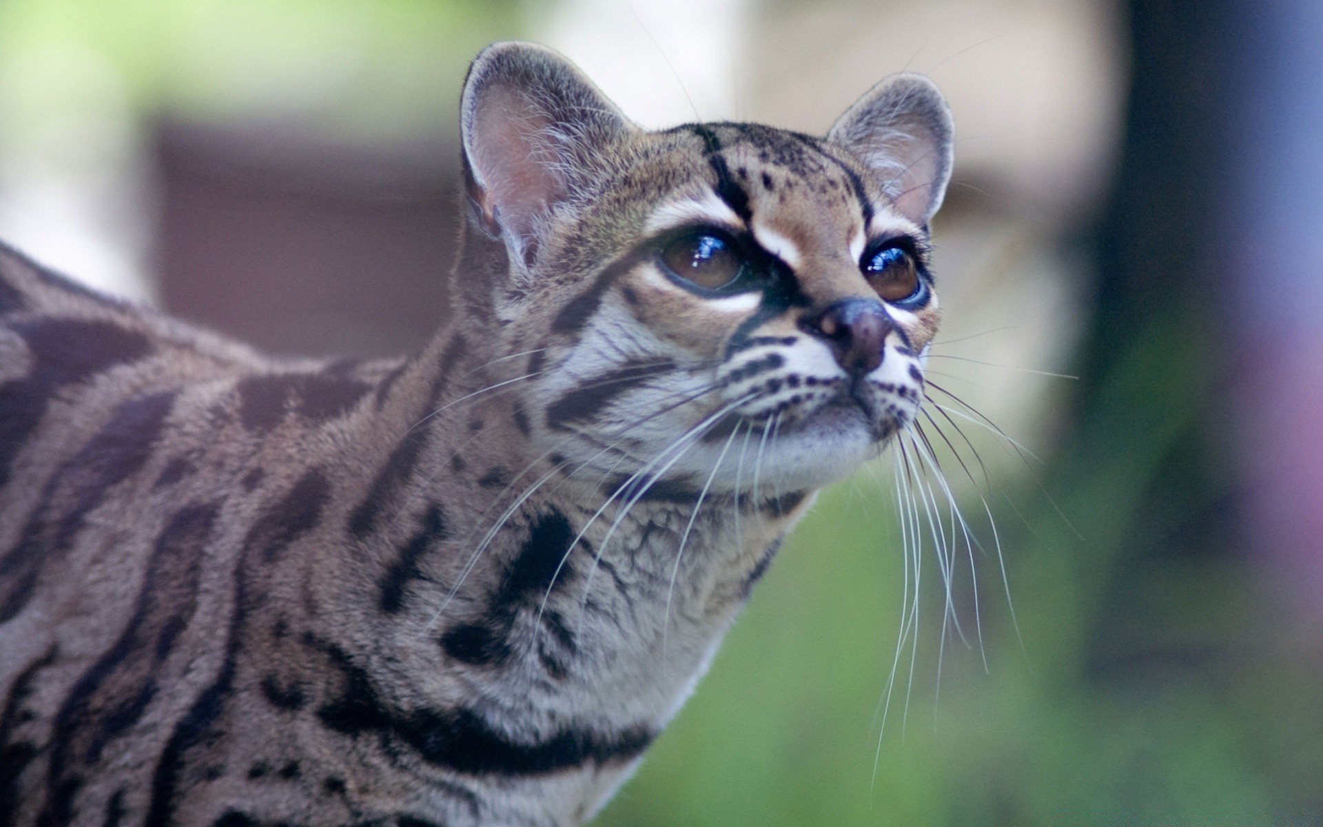 zwierzęta kot zwierzę dzikie natura ssak futro portret oko dzikie zoo drapieżnik głowa słodkie wąsy