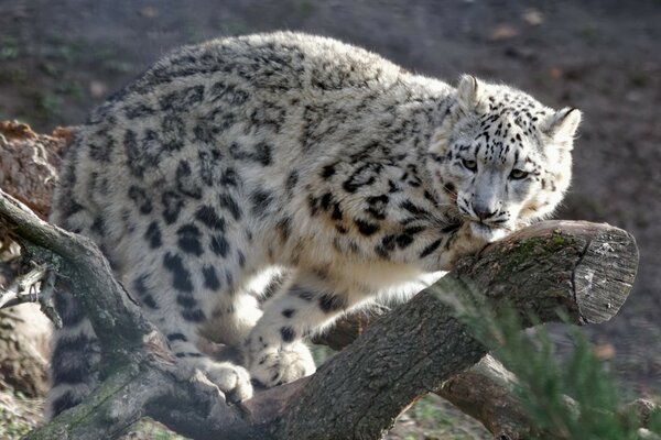 Leopardo delle nevi seduto su un albero