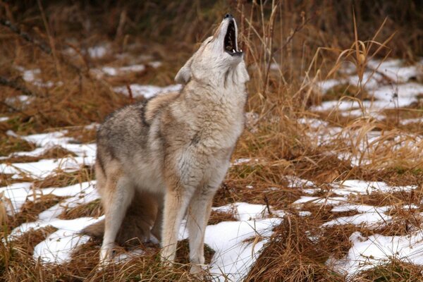 Wolf auf dem Hintergrund der Tierwelt