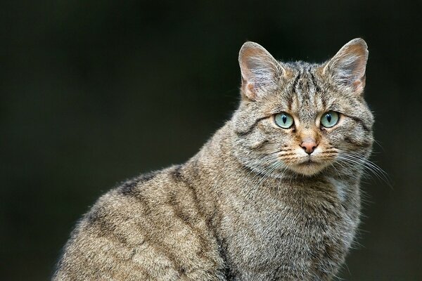 Portrait of a fluffy striped cat