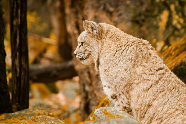 Die Wildkatze verschmilzt mit der Landschaft