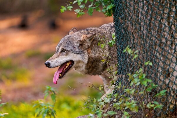 Ein Wolf mit ausgestreckter Zunge schaut hinter einem Baum hervor