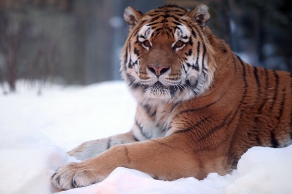 A graceful tiger lies on the snow