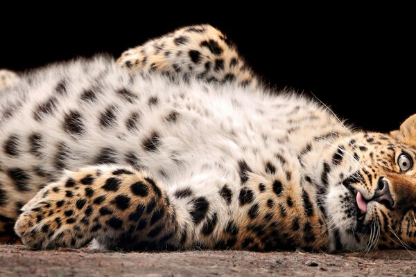 Leopardo in natura