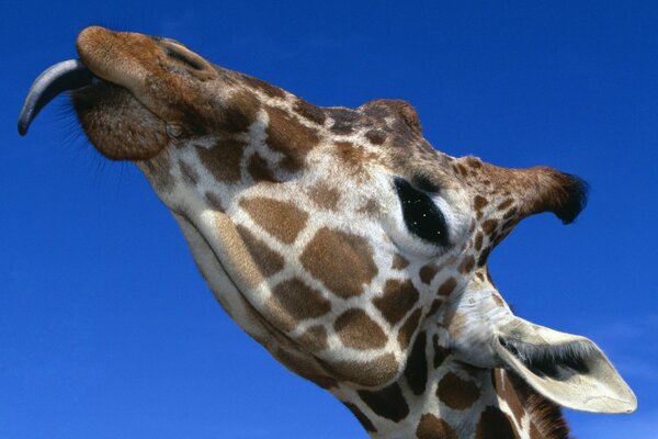 Funny giraffe sticking out his tongue