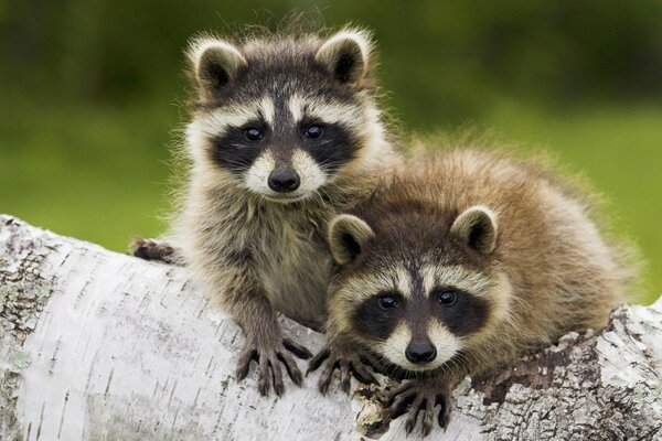 Two curious raccoons on a birch tree