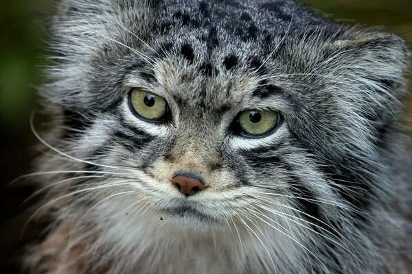 Beau portrait d un chat sauvage