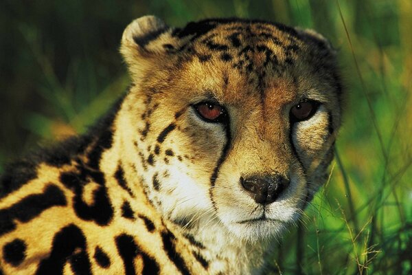 Raubtier Gepard hat sich im Gras versteckt