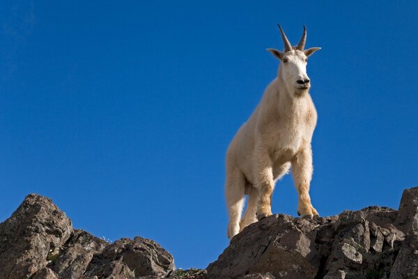 Horned animal on a mountain top