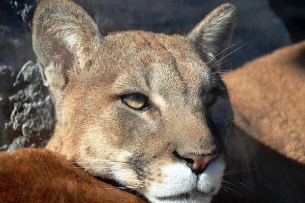 Die Löwin hat den Blick eines Mörders im Zoo