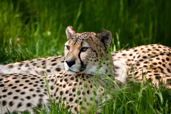 Der Gepard liegt im grünen Gras