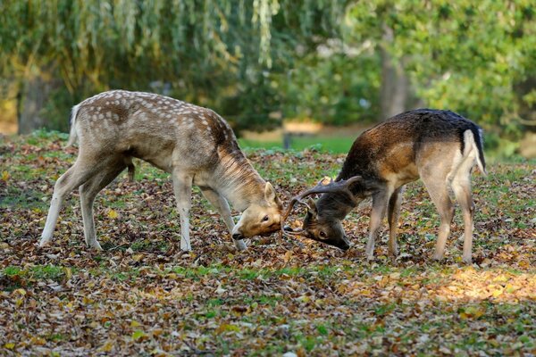 Два молодых оленя столкнулись рогами