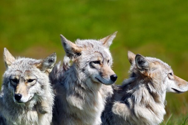 Tre lupi in natura