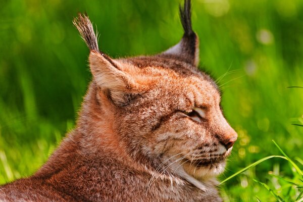 Der Luchs ruht im saftigen grünen Gras