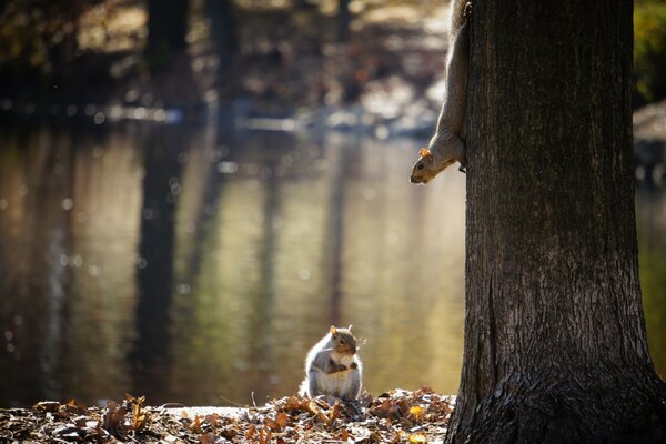 Two squirrels near a tree in the forest