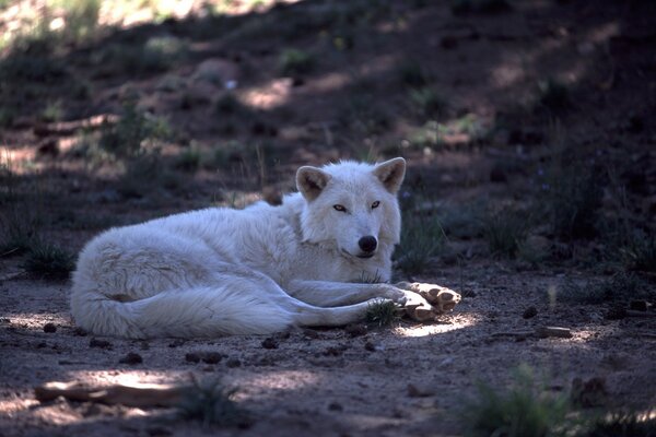 A stern white dog looks like a wolf