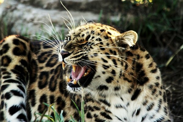 Leopardo na natureza. Animais selvagens