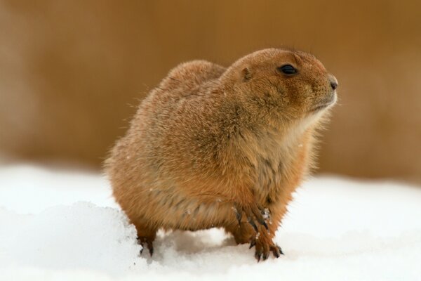 Animal moelleux se tient sur la neige