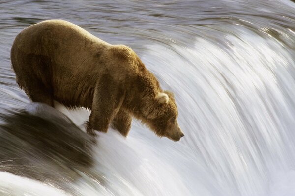 Oso polar en el agua