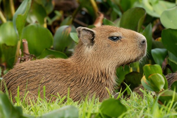 Animale selvatico nell erba verde