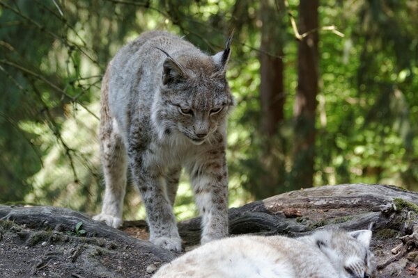 Lince en un paseo por el bosque