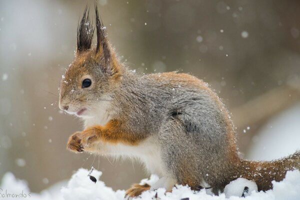 This is a small animal of a typical squirrel appearance