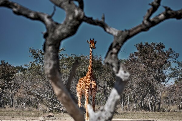 The tallest mammal in the park