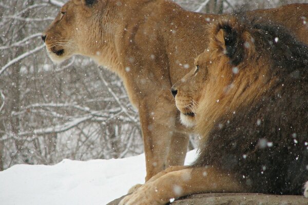 Lion and lioness in winter in the wild