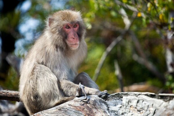 Mignon petit singe mignon