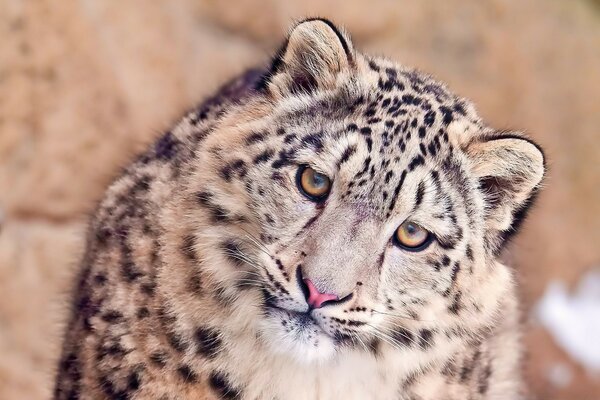 Cute leopard looking from the screen